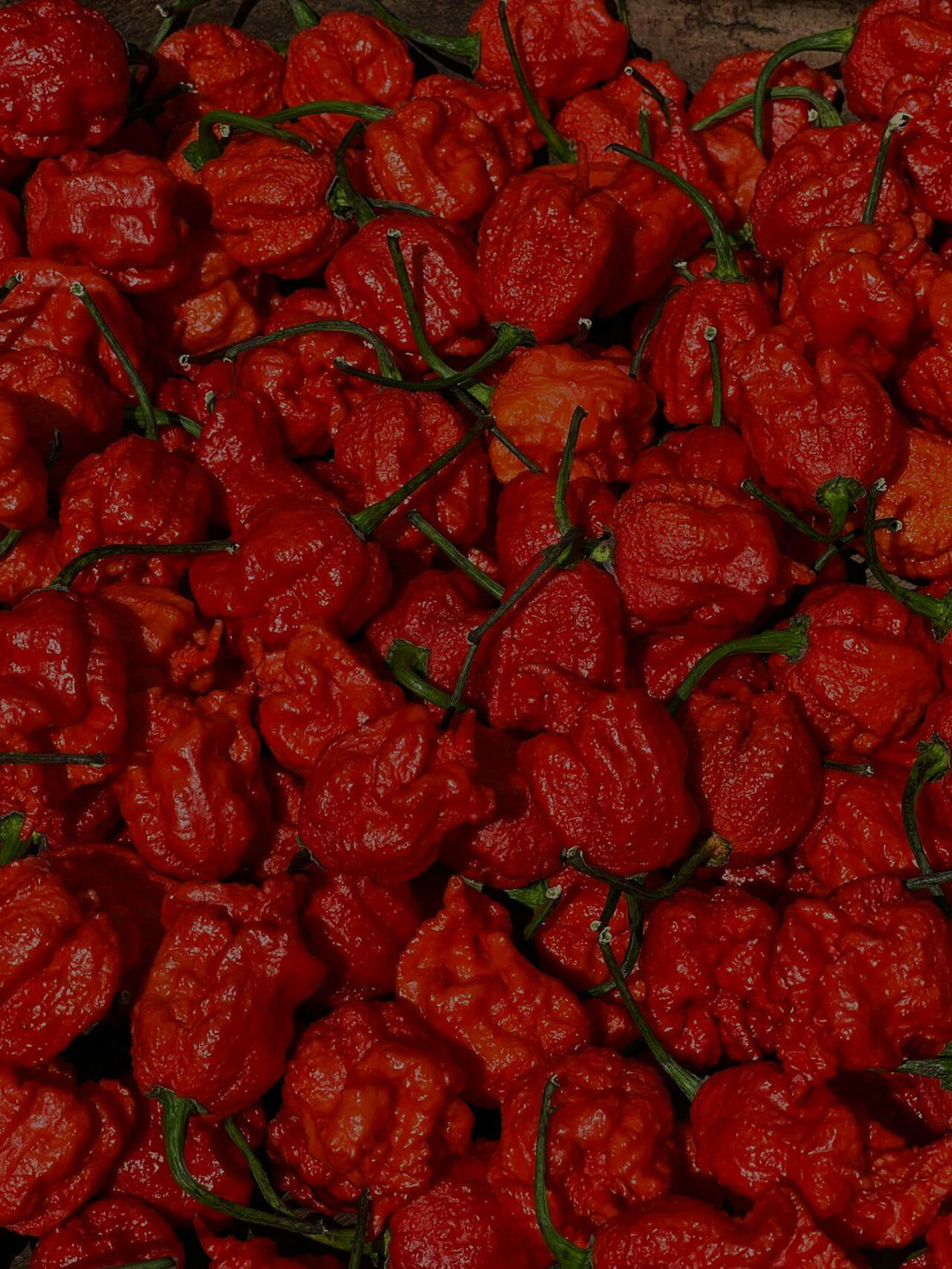 Worlds Hottest Chillies